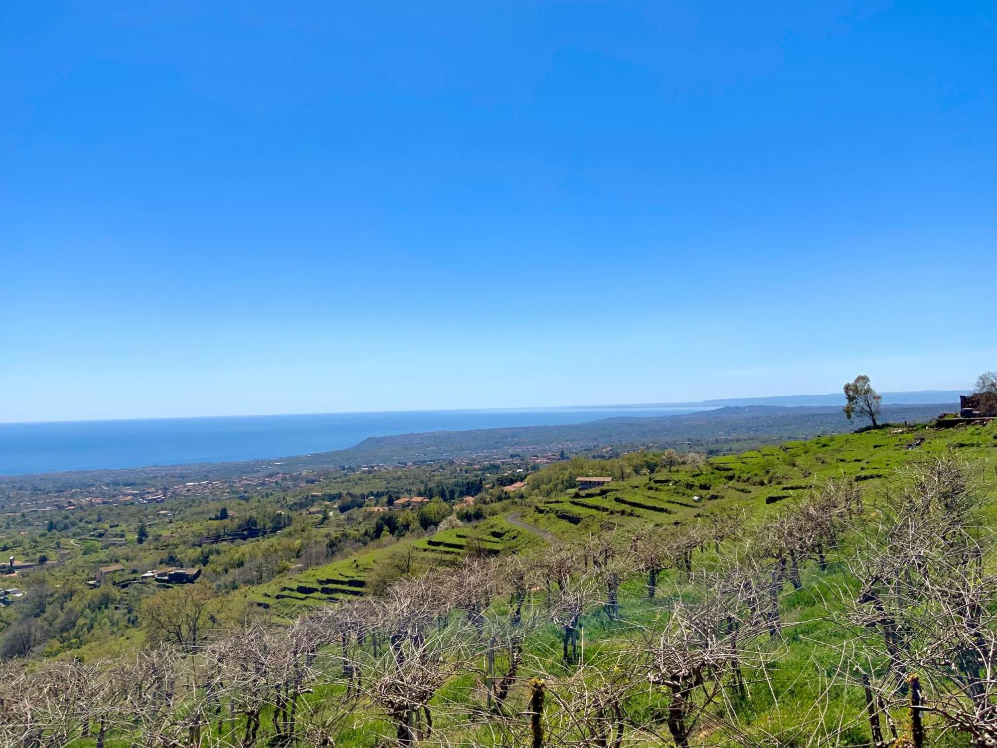 Tenuta Kiwi Dell'Etna Milo Εξωτερικό φωτογραφία